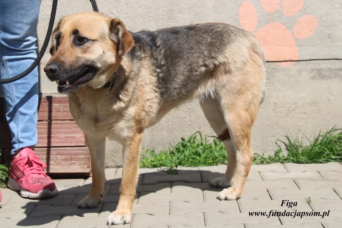 Figa, female 3yo mixed breed for adoption at Fundacja Przyjaciele Braci Mniejszych