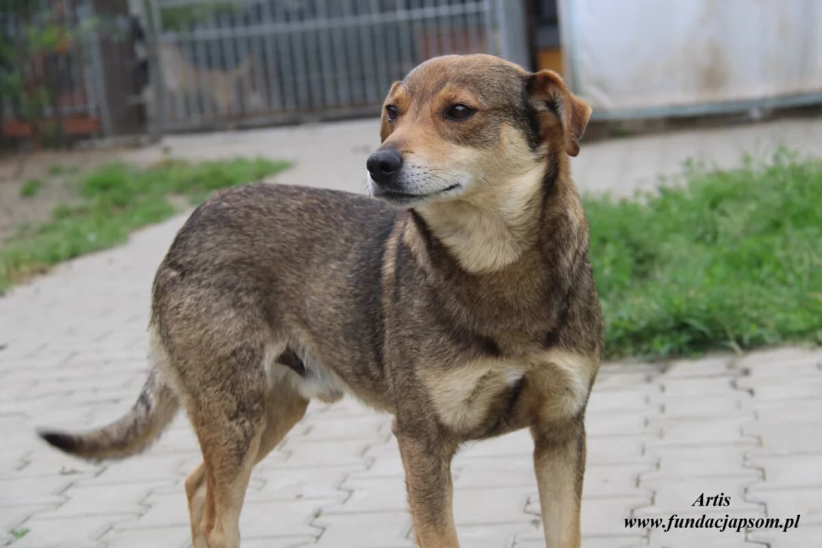 Artis, male 3yo mixed breed for adoption at Fundacja Przyjaciele Braci Mniejszych