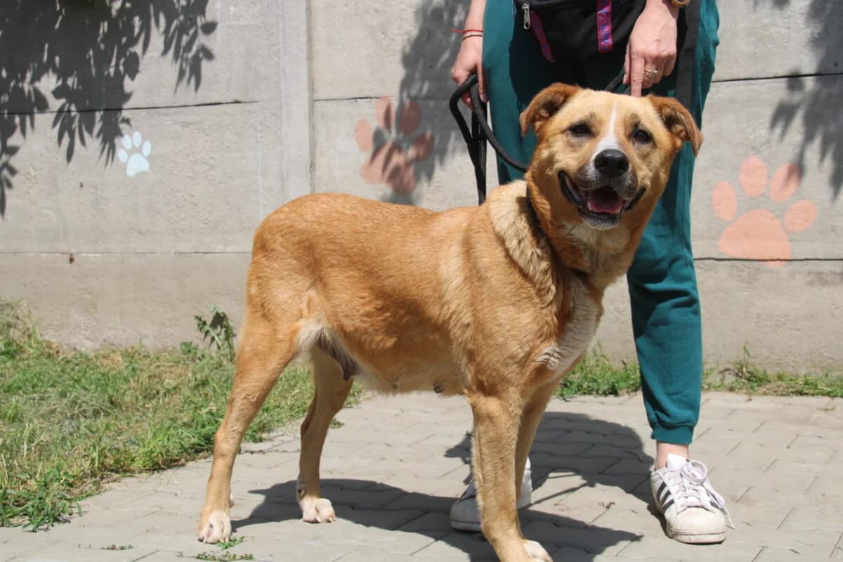 Lambada, female 3yo mixed breed for adoption at Fundacja Przyjaciele Braci Mniejszych