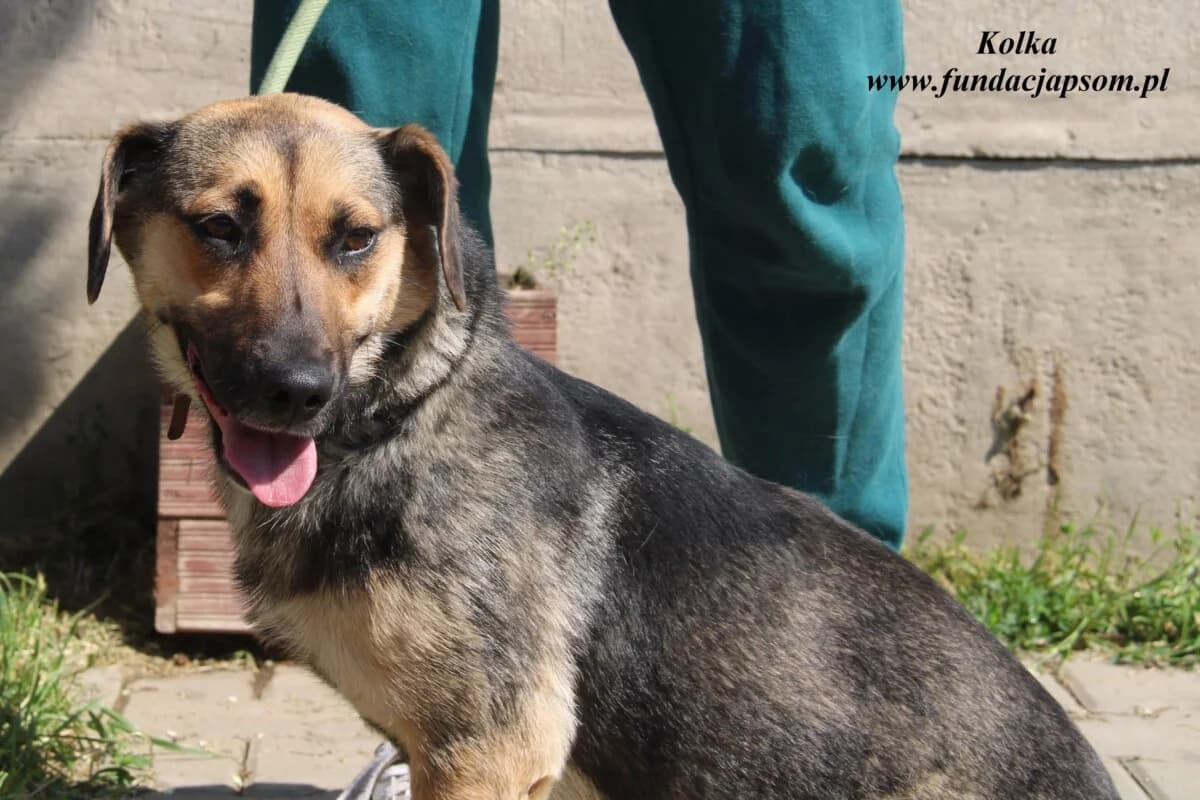 Kolka, female 3yo mixed breed for adoption at Fundacja Przyjaciele Braci Mniejszych
