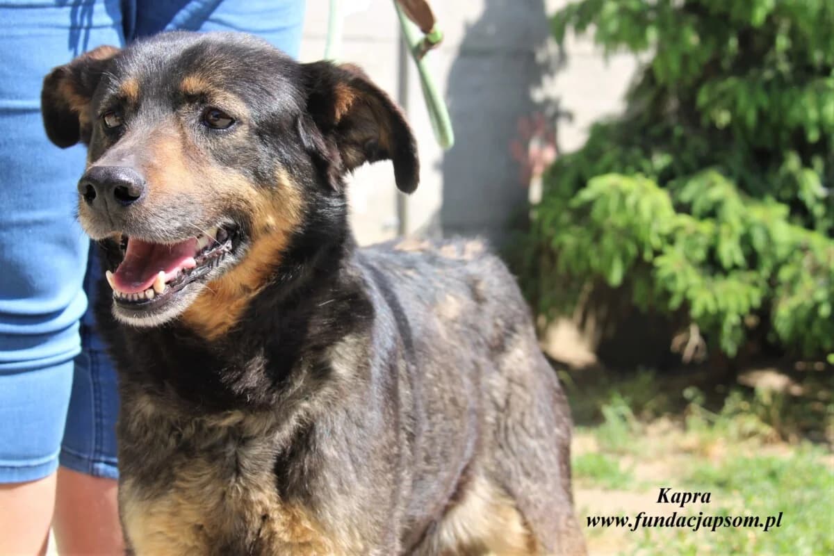 Kapra, female 3yo mixed breed for adoption at Fundacja Przyjaciele Braci Mniejszych