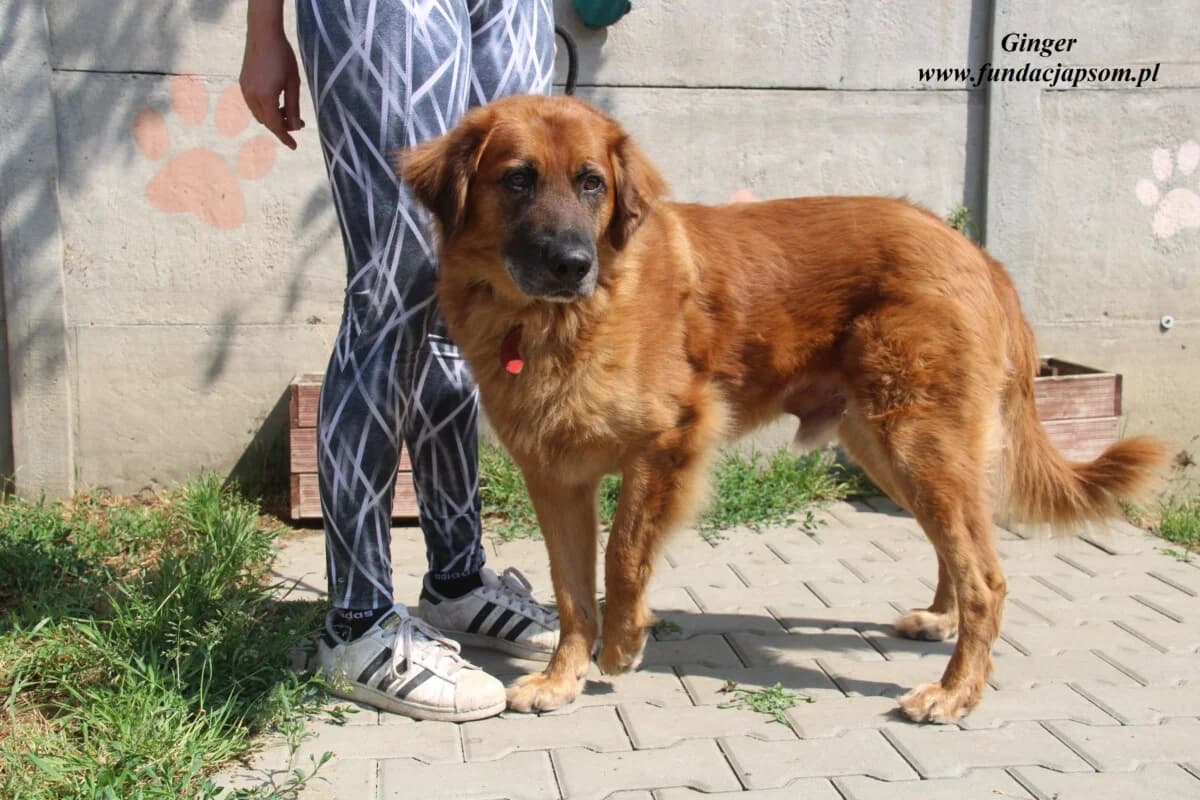 Ginger, male 3yo Mixed Breed for adoption at Fundacja Przyjaciele Braci Mniejszych