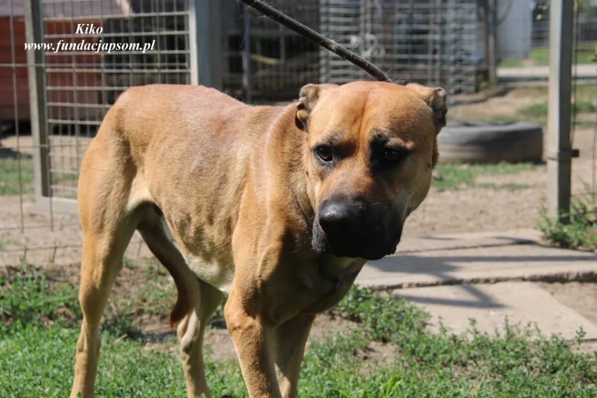 Kiko, male 3yo mixed breed for adoption at Fundacja Przyjaciele Braci Mniejszych