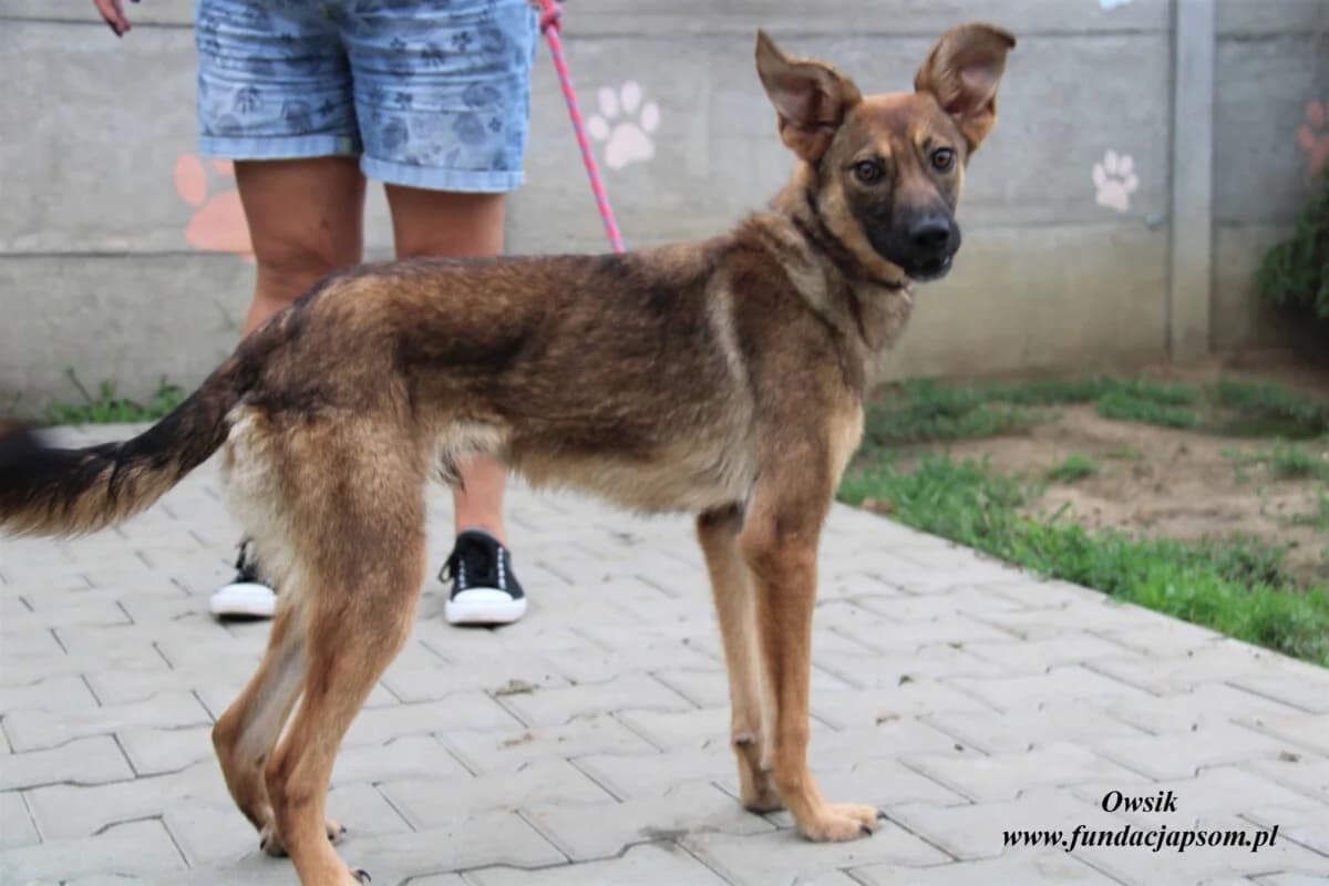 Owsik, male 3yo mixed breed for adoption at Fundacja Przyjaciele Braci Mniejszych