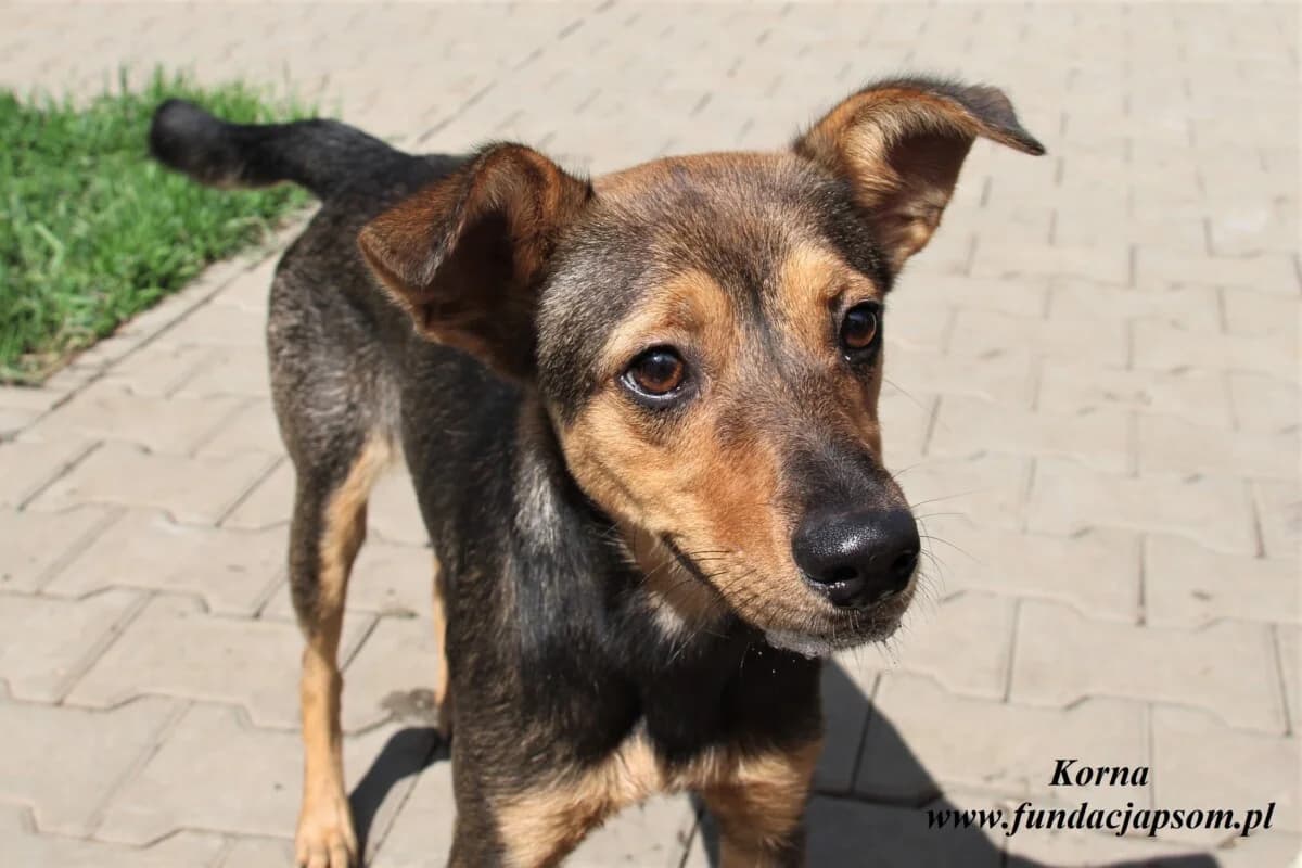 Korna, female 3yo mixed breed for adoption at Fundacja Przyjaciele Braci Mniejszych