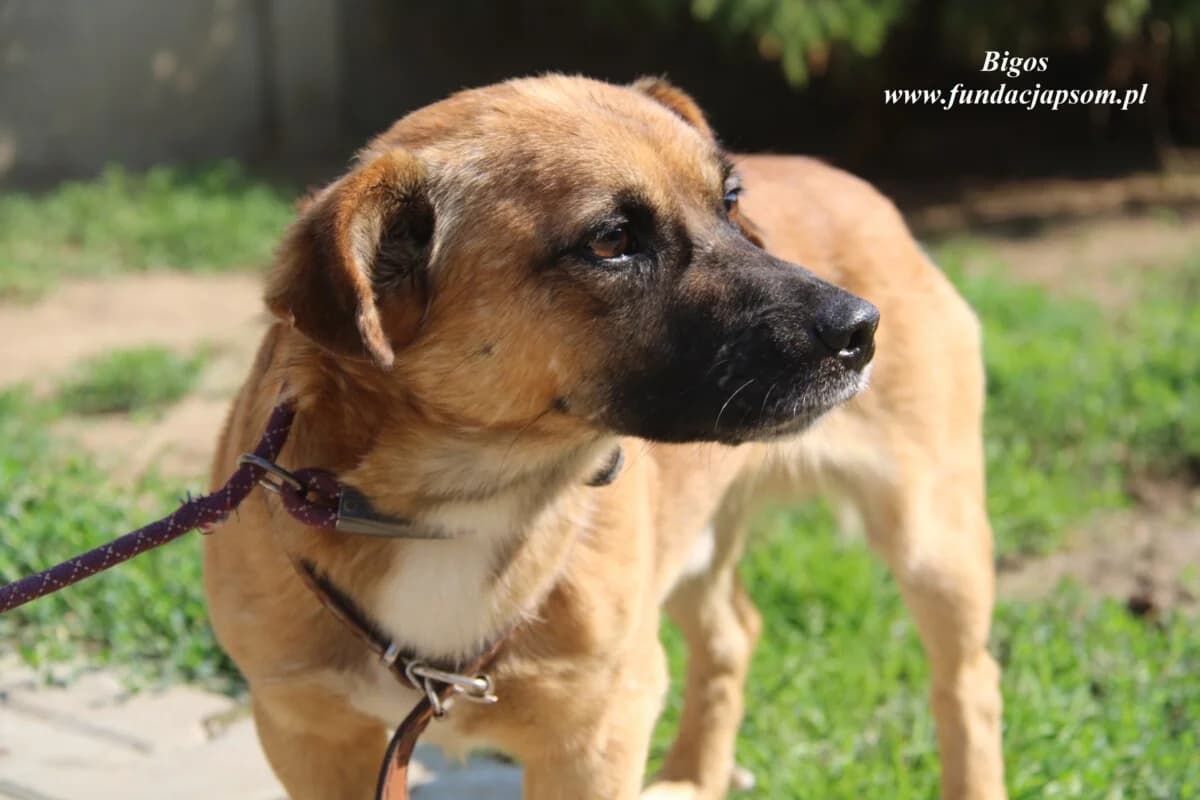 Bigos, male 3yo mixed breed for adoption at Fundacja Przyjaciele Braci Mniejszych