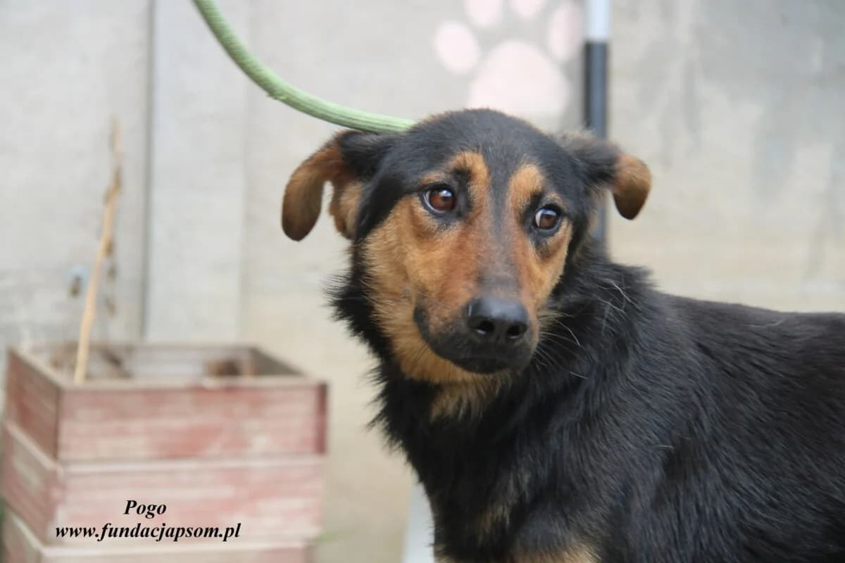 Pogo, male 3yo mixed breed for adoption at Fundacja Przyjaciele Braci Mniejszych