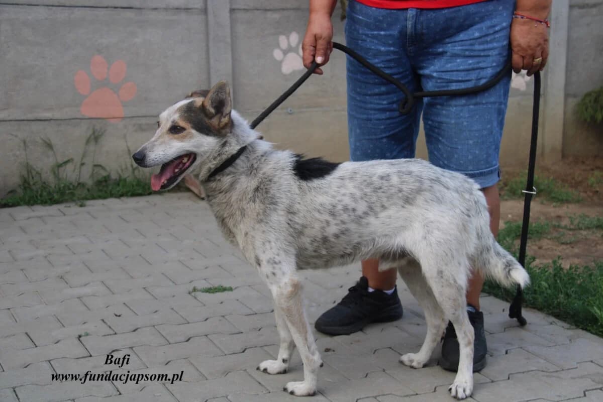 Bafi, male 3yo mixed breed for adoption at Fundacja Przyjaciele Braci Mniejszych