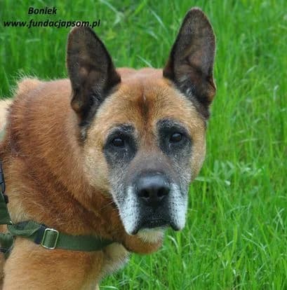 Boniek, male 3yo mixed breed for adoption at Fundacja Przyjaciele Braci Mniejszych