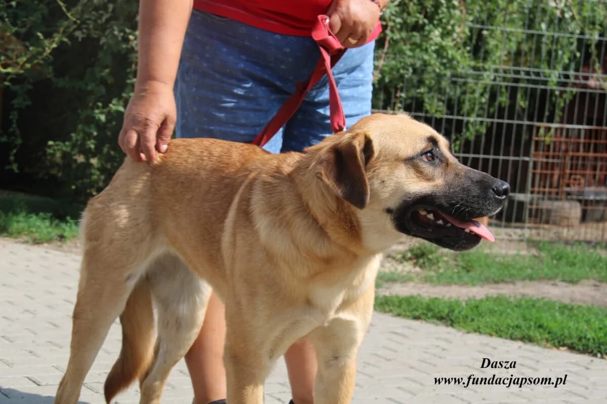 Dasza, female 3yo mixed breed for adoption at Fundacja Przyjaciele Braci Mniejszych