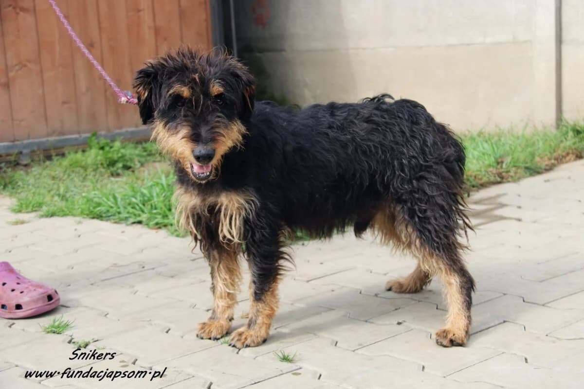 Snikers, male mixed breed for adoption at Fundacja Przyjaciele Braci Mniejszych