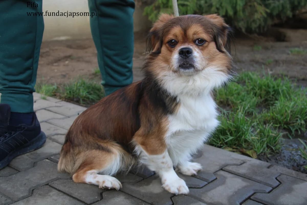 Fif, male mixed breed for adoption at Fundacja Przyjaciele Braci Mniejszych