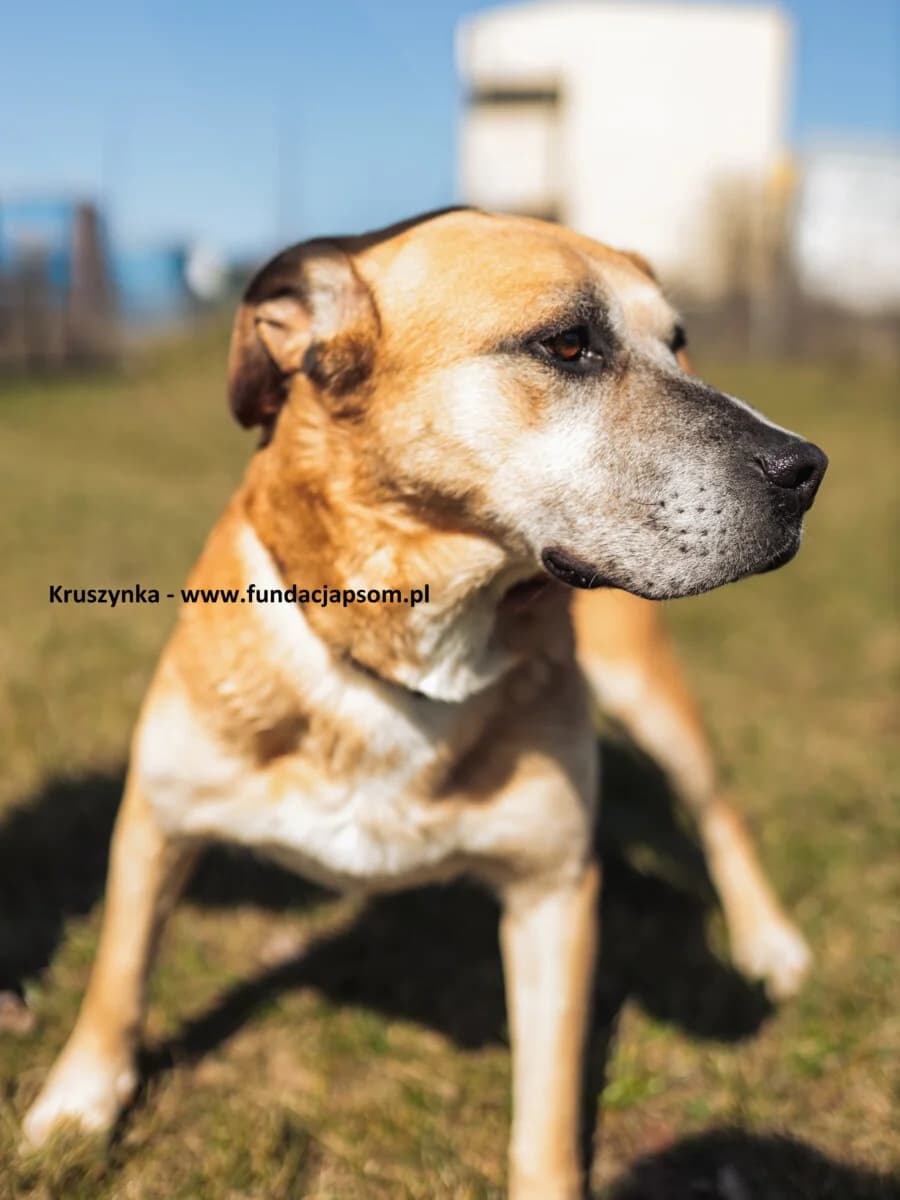 Kruszynka, female mixed breed for adoption at Fundacja Przyjaciele Braci Mniejszych