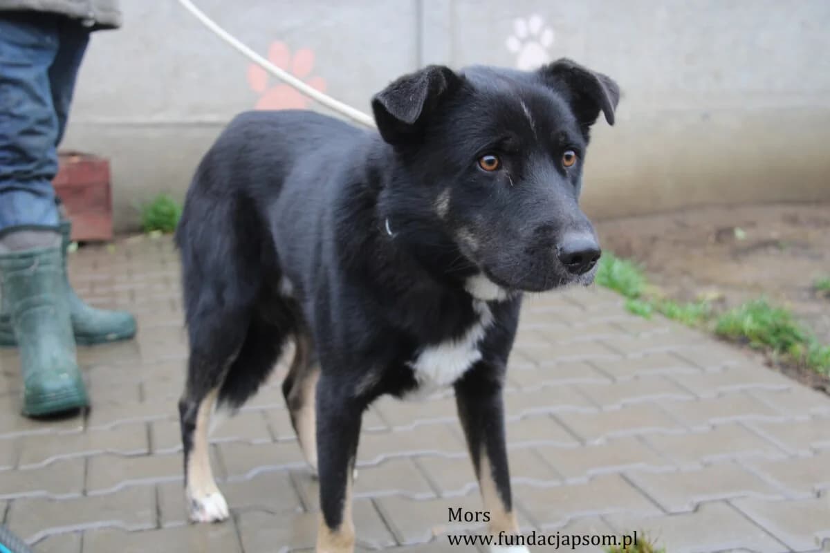 Mors, male mixed breed for adoption at Fundacja Przyjaciele Braci Mniejszych