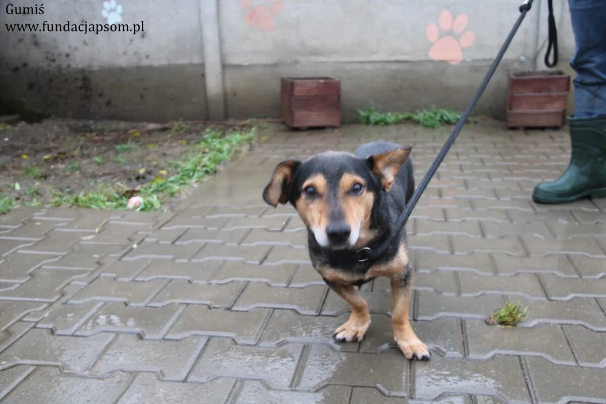 Gumiś, male 3yo mixed breed for adoption at Fundacja Przyjaciele Braci Mniejszych