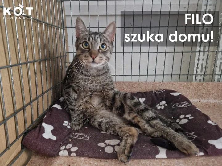 Filo,  mixed breed for adoption at Fundacja Kot Toruń