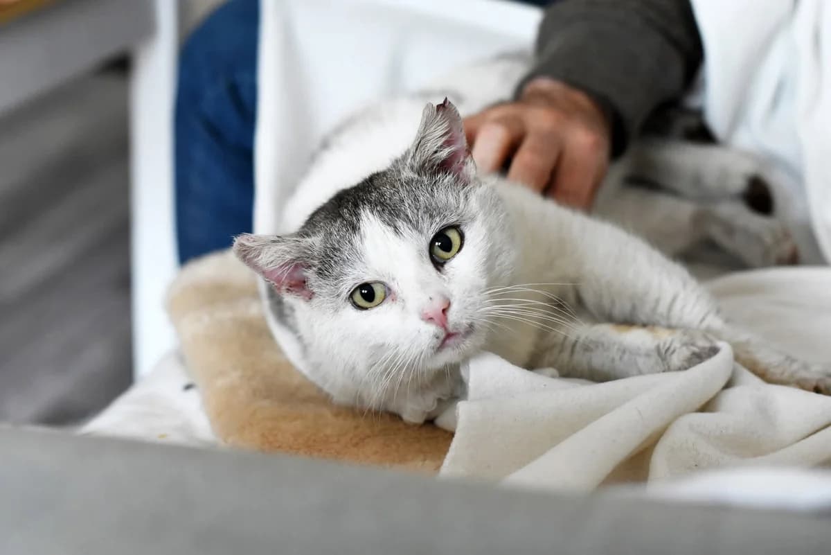Kalsoy,  mixed breed for adoption at Fundacja Kot Toruń