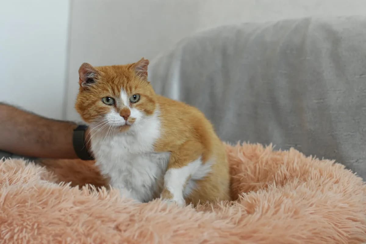 Puccini,  mixed breed for adoption at Fundacja Kot Toruń