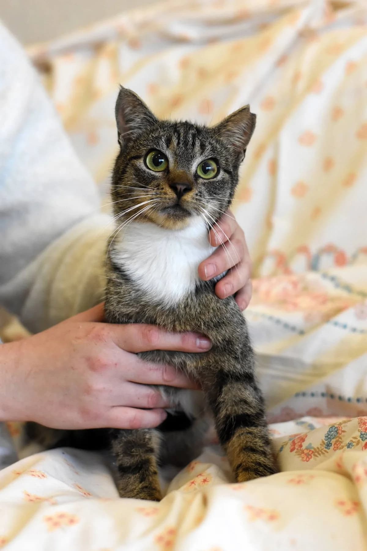 Siniaczek, mixed breed for adoption at Fundacja Kot Toruń