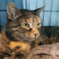 MIZIA, Mixed Breed (Fundacja Głosem Zwierząt)