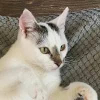 AURORA, Mixed Breed (Fundacja Głosem Zwierząt)