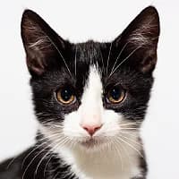 GOŁĄBEK, Mixed Breed (Fundacja Głosem Zwierząt)