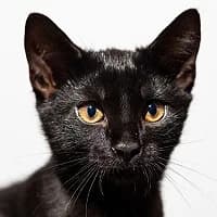 MAŚLAK, Mixed Breed (Fundacja Głosem Zwierząt)