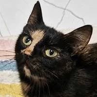 MIRABELKA, Mixed Breed (Fundacja Głosem Zwierząt)