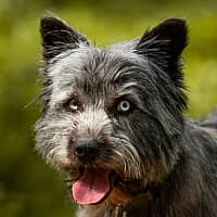 YUMI, Mixed Breed (Fundacja Głosem Zwierząt)