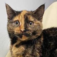 ELMA, Mixed Breed (Fundacja Głosem Zwierząt)