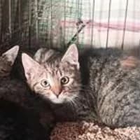 SIGMA, Mixed Breed (Fundacja Głosem Zwierząt)