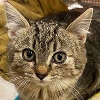 SÓWKA, Mixed Breed (Fundacja Głosem Zwierząt)