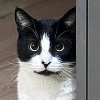GAMISIA, Mixed Breed (Fundacja Głosem Zwierząt)