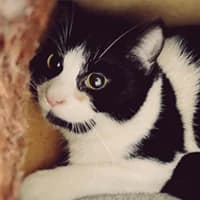 FLIP, Mixed Breed (Fundacja Głosem Zwierząt)