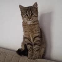 MARGARET, Mixed Breed (Fundacja Głosem Zwierząt)