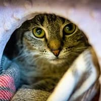 CYSIA, Mixed Breed (Fundacja Głosem Zwierząt)