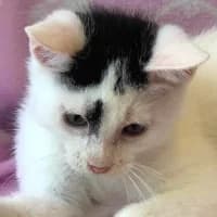 CHABER, Mixed Breed (Fundacja Głosem Zwierząt)