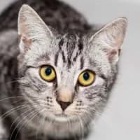 CLEO, Mixed Breed (Fundacja Głosem Zwierząt)