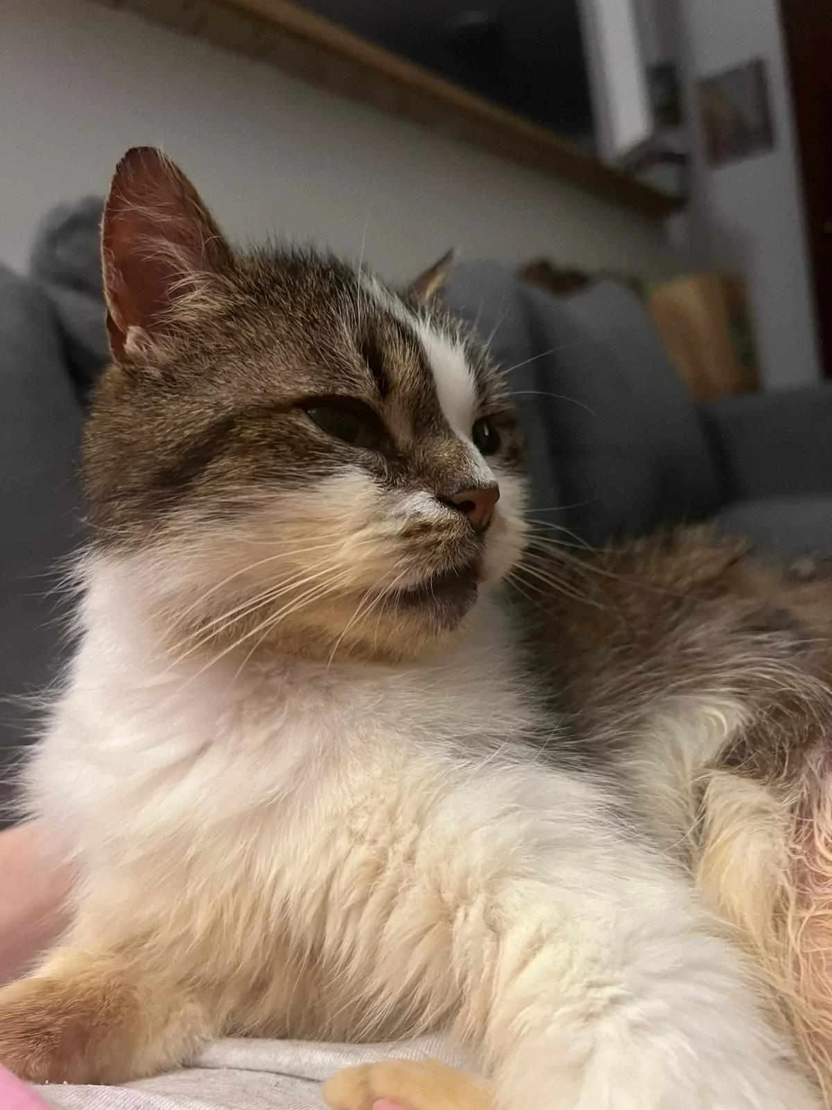 BULION, Mixed Breed (Fundacja Głosem Zwierząt)