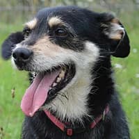 BARNEJ, Mixed Breed for adoption at Fundacja Głosem Zwierząt, Polska