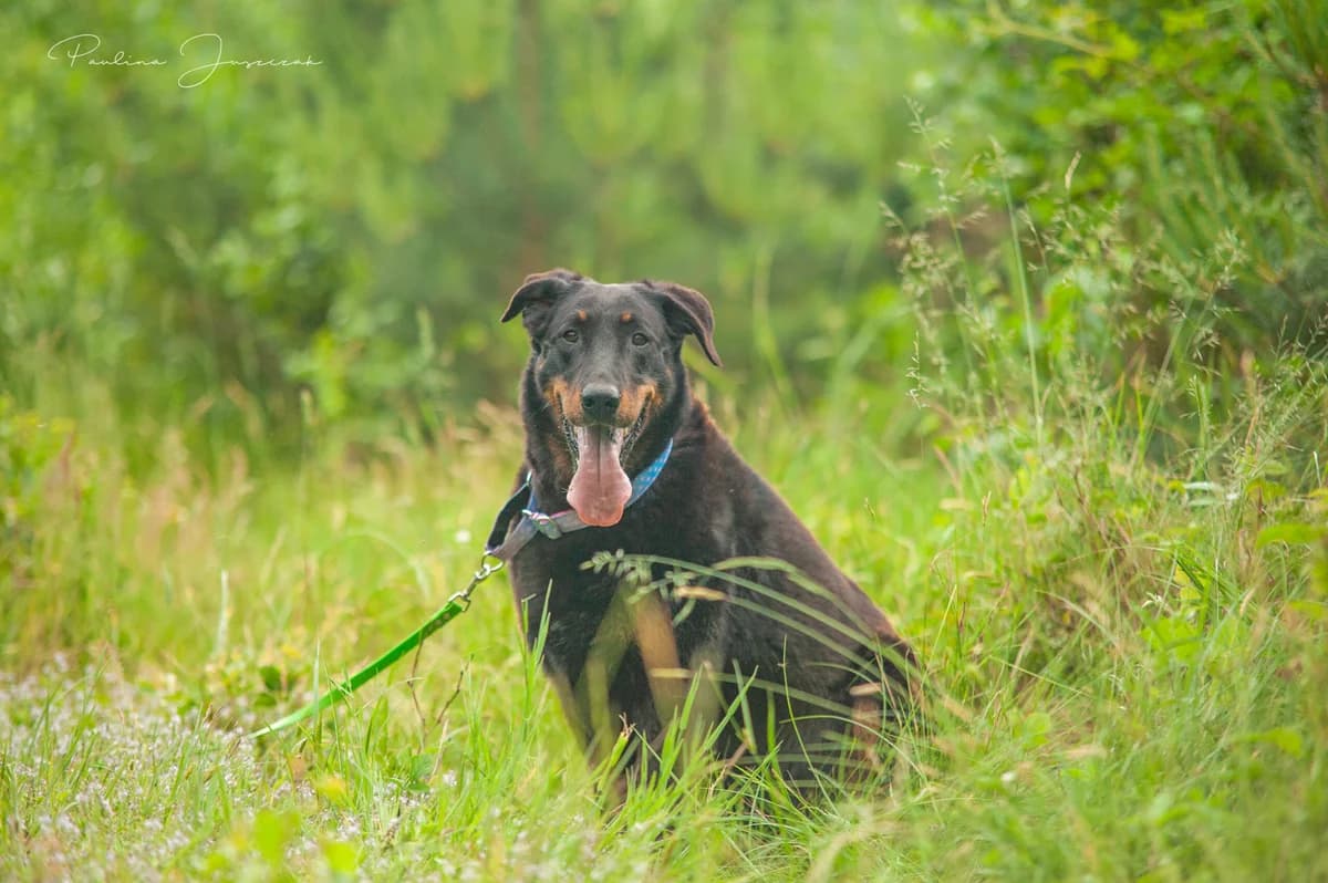 INA, female senior Mixed Breed for adoption at Fundacja Głosem Zwierząt, Polska