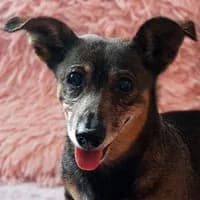 SARA, female Mixed Breed for adoption at Fundacja Głosem Zwierząt, Polska