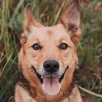 STEVIE, male senior Mixed Breed for adoption at Fundacja Głosem Zwierząt, Polska