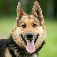 LEVI, Mixed Breed for adoption at Fundacja Głosem Zwierząt, Polska