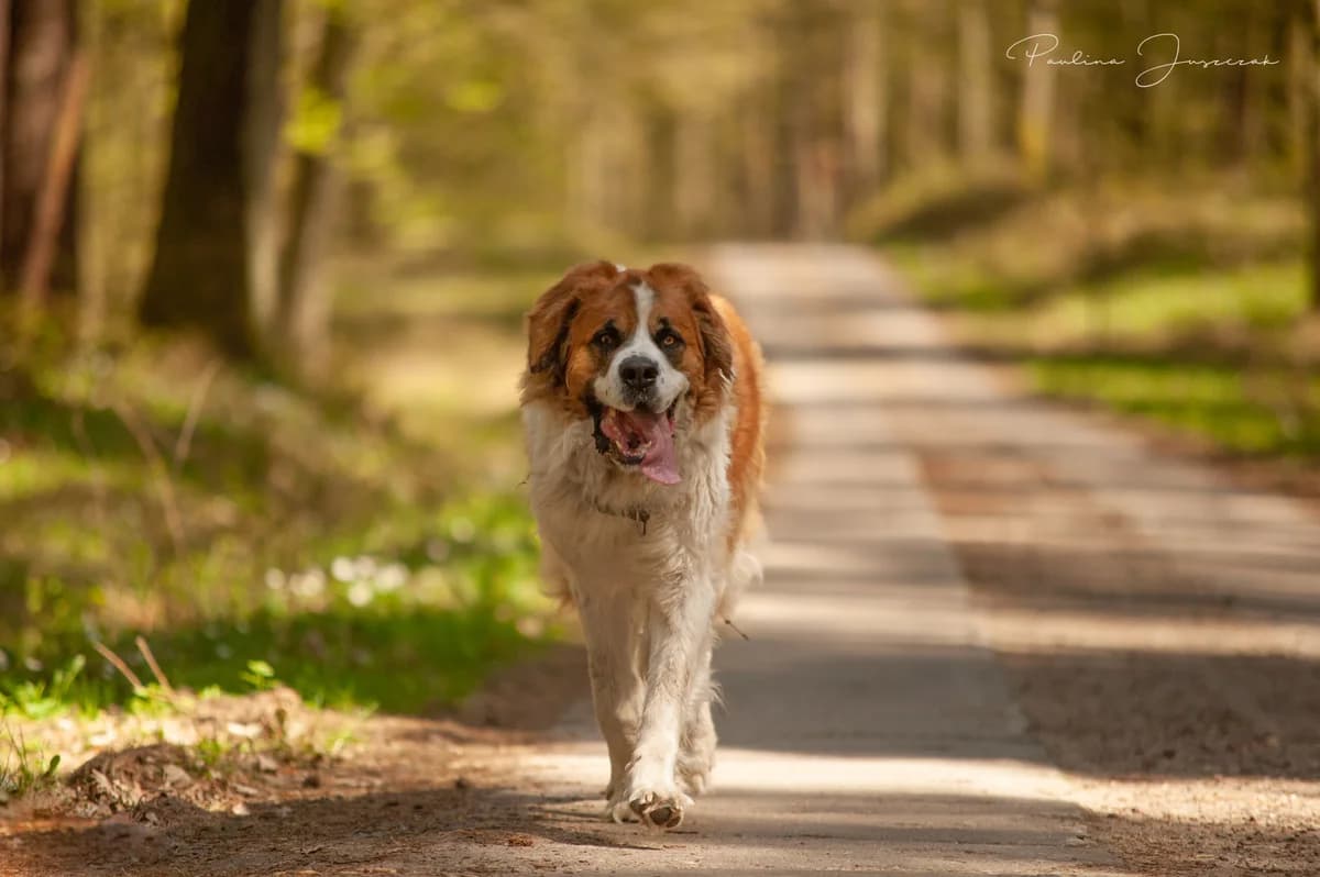 LAO, male 7yo Mixed Breed for adoption at Fundacja Głosem Zwierząt, Polska