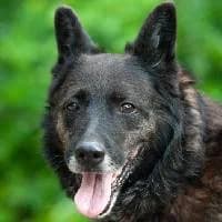 NESCA, Mixed Breed for adoption at Fundacja Głosem Zwierząt, Polska