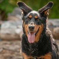TEA, Mixed Breed for adoption at Fundacja Głosem Zwierząt, Polska