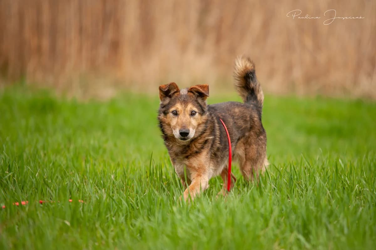 BENIO, male senior Mixed Breed for adoption at Fundacja Głosem Zwierząt, Polska