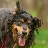 FRYDERYK, Mixed Breed for adoption at Fundacja Głosem Zwierząt, Polska