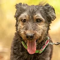 BONIEK, Mixed Breed for adoption at Fundacja Głosem Zwierząt, Polska